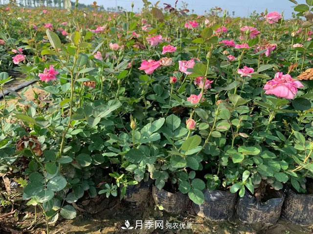 南阳石桥月季基地批发--各品种月季规格大全(图2)