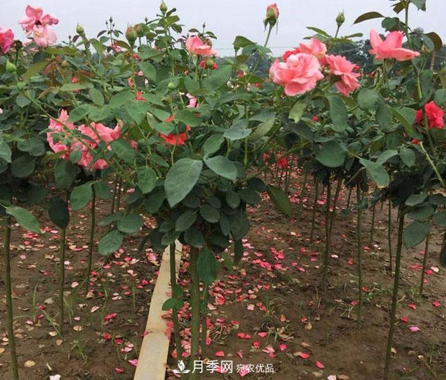 南阳石桥月季基地批发--各品种月季规格大全(图3)