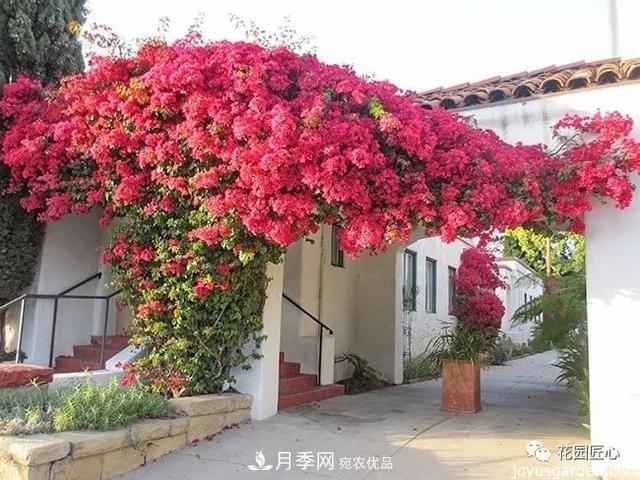 八月月季花卉养护，园丁的打理事宜(图5)