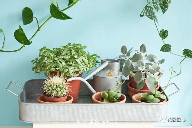 八月月季花卉养护，园丁的打理事宜(图4)