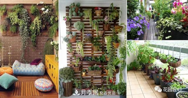 八月月季花卉养护，园丁的打理事宜(图3)