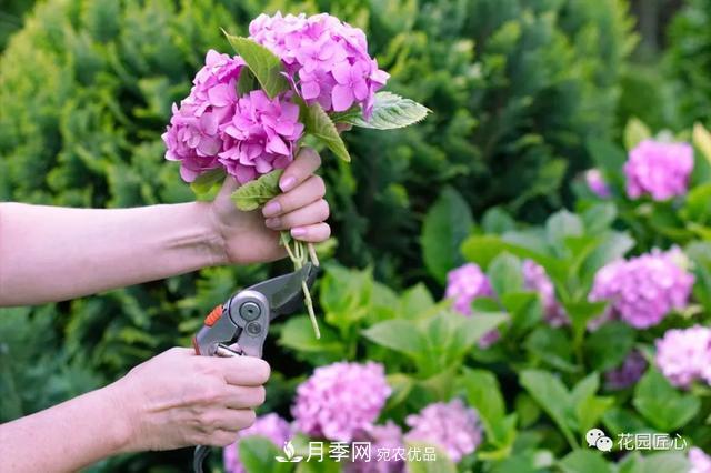 八月月季花卉养护，园丁的打理事宜(图7)