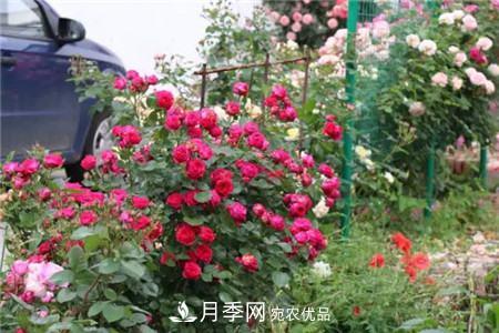 花期***长的10种月季，种一棵赏大半年(图12)