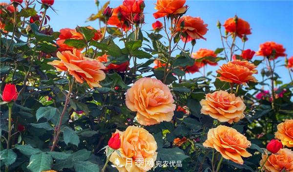 河南商丘市万株月季花成为网红打卡地(图1)