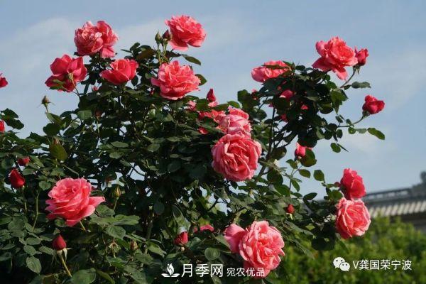 浙江宁波绿化“月季树”千花盛放、争奇斗艳甬城(图11)