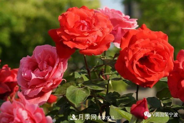 浙江宁波绿化“月季树”千花盛放、争奇斗艳甬城(图9)