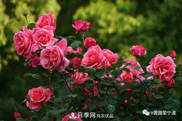 浙江宁波绿化“月季树”千花盛放、争奇斗艳甬城(图13)