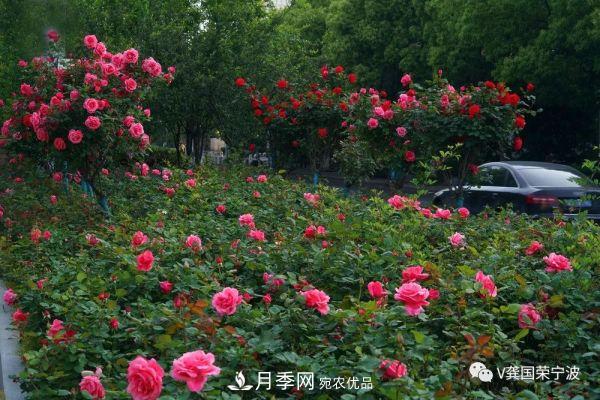 浙江宁波绿化“月季树”千花盛放、争奇斗艳甬城(图15)