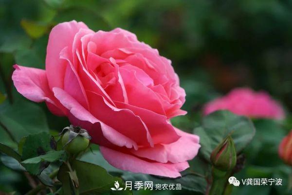 浙江宁波绿化“月季树”千花盛放、争奇斗艳甬城(图14)