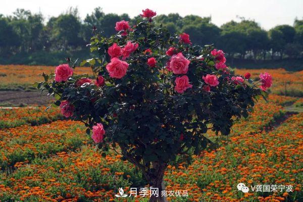 浙江宁波绿化“月季树”千花盛放、争奇斗艳甬城(图18)