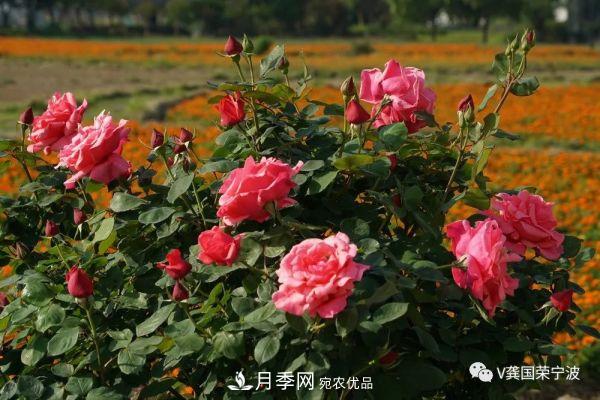 浙江宁波绿化“月季树”千花盛放、争奇斗艳甬城(图21)