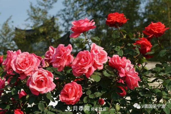 浙江宁波绿化“月季树”千花盛放、争奇斗艳甬城(图20)