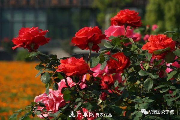 浙江宁波绿化“月季树”千花盛放、争奇斗艳甬城(图24)