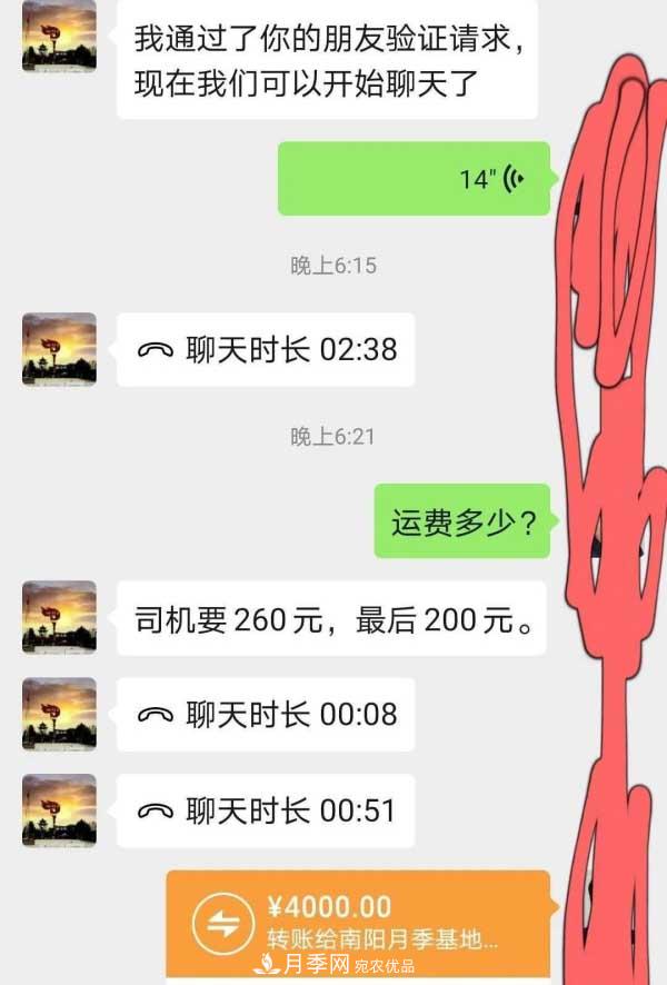 南阳月季24棵月季树发信阳采购到装车出发仅用3小时完成(图1)