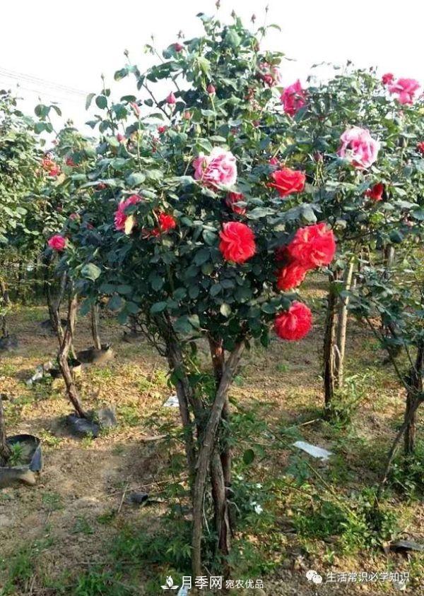 嫁接的月季树总是营养不良面黄肌瘦？施肥养根才是关键(图1)
