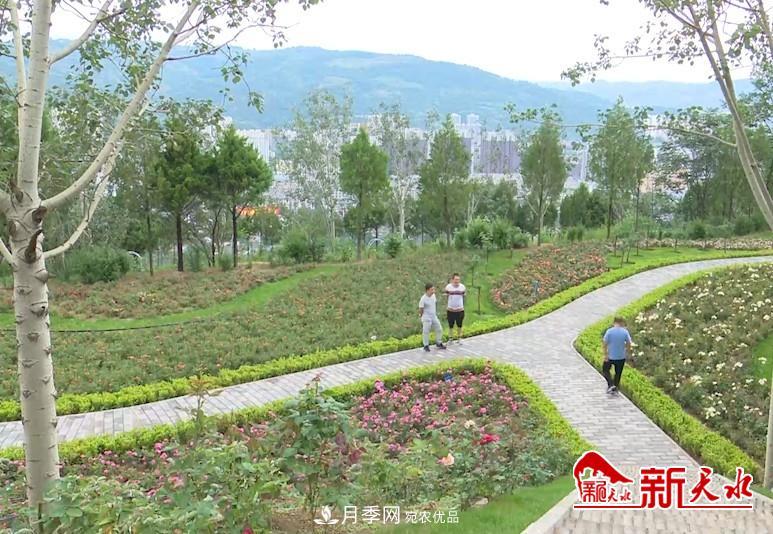 甘肃天水秦州：新增打卡地 北山月季生态园邀你来赏花(图1)