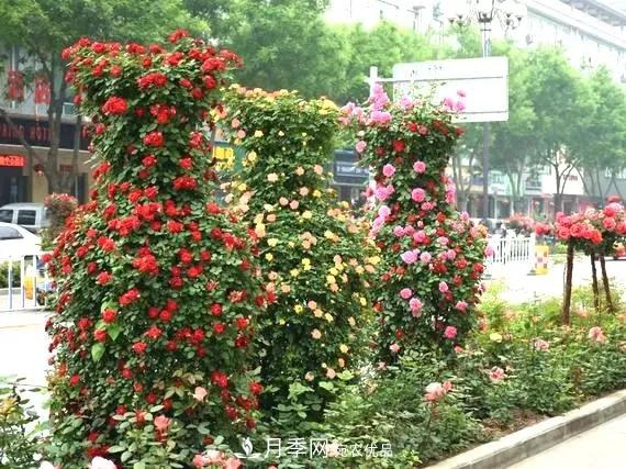 造型月季花球在城市绿化中的应用(图1)