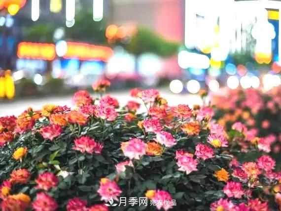 造型月季花球在城市绿化中的应用(图2)