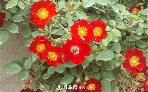 地被月季～城乡绿化、园林美化的优秀选择（附：品种说明及图片）(图6)