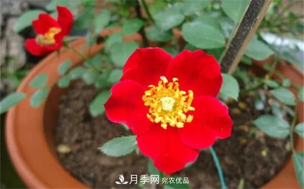地被月季～城乡绿化、园林美化的优秀选择（附：品种说明及图片）(图5)