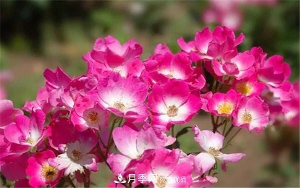 地被月季～城乡绿化、园林美化的优秀选择（附：品种说明及图片）(图4)