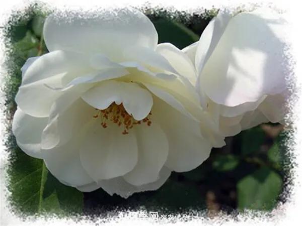 地被月季～城乡绿化、园林美化的优秀选择（附：品种说明及图片）(图7)