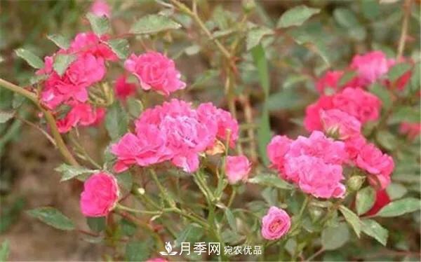 地被月季～城乡绿化、园林美化的优秀选择（附：品种说明及图片）(图12)