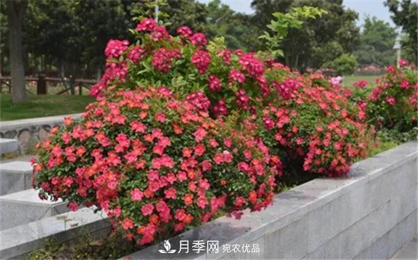 地被月季～城乡绿化、园林美化的优秀选择（附：品种说明及图片）(图9)