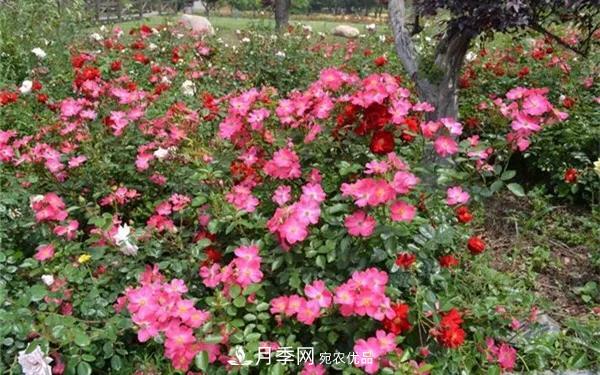 地被月季～城乡绿化、园林美化的优秀选择（附：品种说明及图片）(图10)