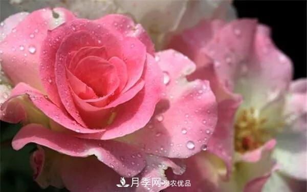 地被月季～城乡绿化、园林美化的优秀选择（附：品种说明及图片）(图11)