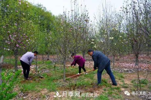 从卖药材--卖花木---卖盆景 南召玉兰花木成为现代农业一张绚丽“名片(图5)