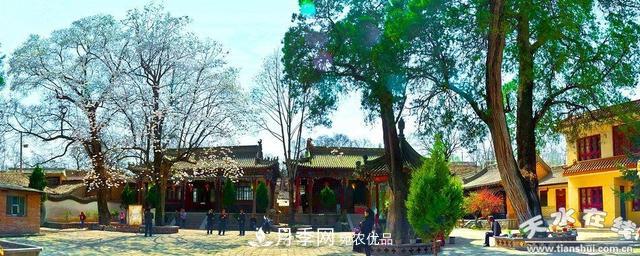 天水“双玉兰”，中国最有文化的千年玉兰树(图2)