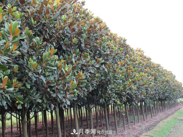 南阳南召白玉兰多少钱一棵(图2)