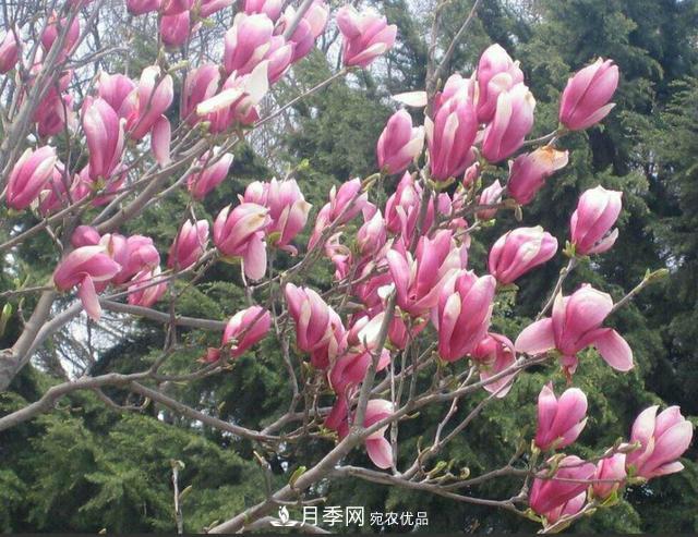 试行“花木证” 南召破解花木产业融资难(图1)