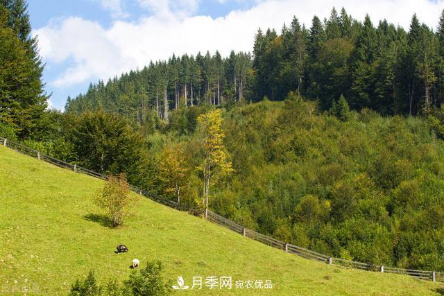 落叶松育苗造林技术，种植方法既简单又方便，高产又增收(图2)