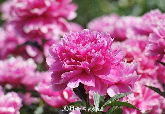 小花园攻略：小型乔木和月季花卉更配喔(图6)