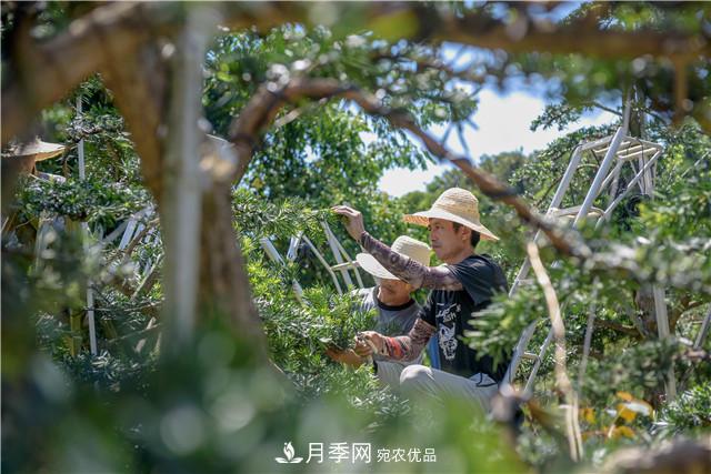 一树一景，湖南长沙花木造型师的“双抢”季(图3)