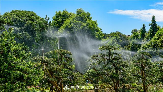 一树一景，湖南长沙花木造型师的“双抢”季(图4)