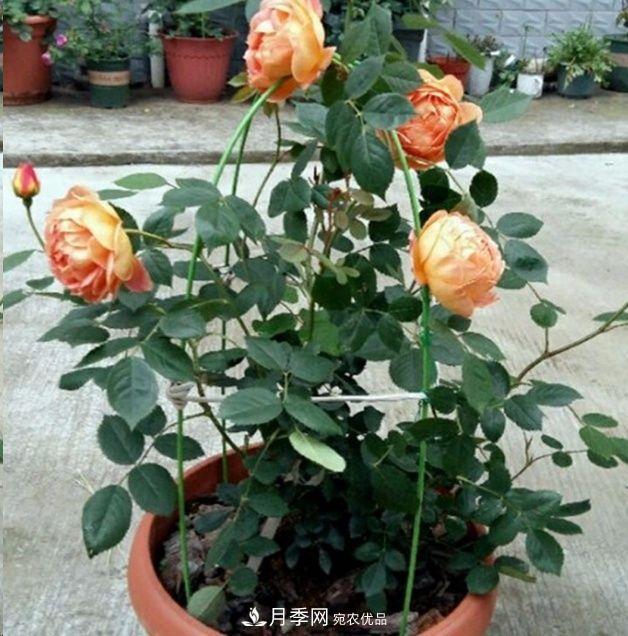月季长的又细又长怎么办？简单3招解决！(图3)