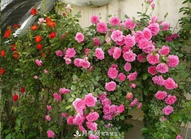 月季长的又细又长怎么办？简单3招解决！(图1)