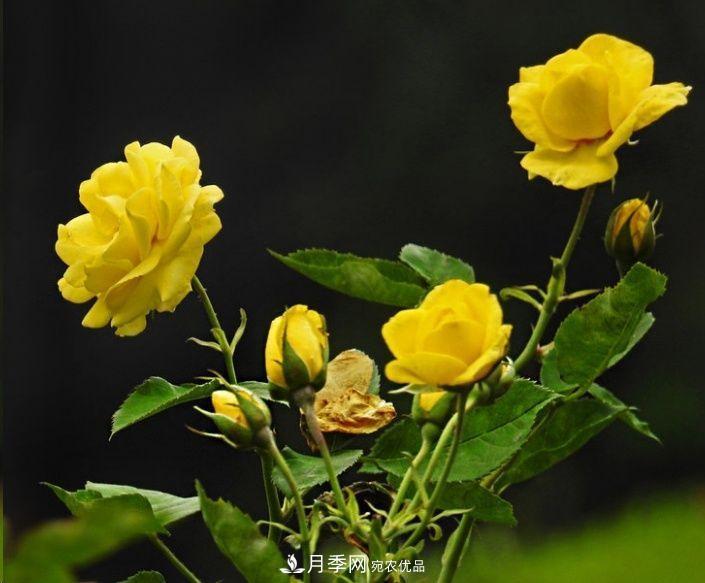 月季长的又细又长怎么办？简单3招解决！(图2)