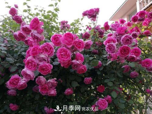 夏天养月季花，了解掌握4个要点，秋花开爆盆(图4)