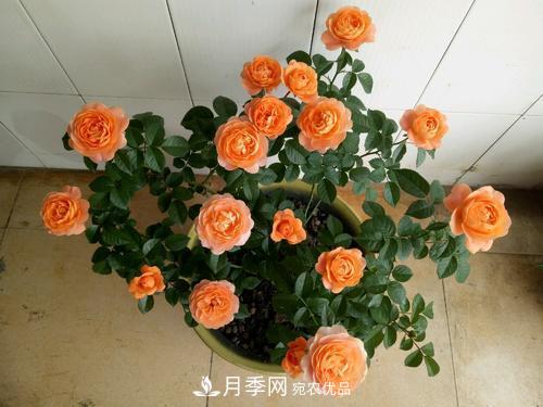 夏天养月季花，了解掌握4个要点，秋花开爆盆(图5)