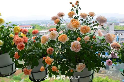 夏天养月季花，了解掌握4个要点，秋花开爆盆(图3)