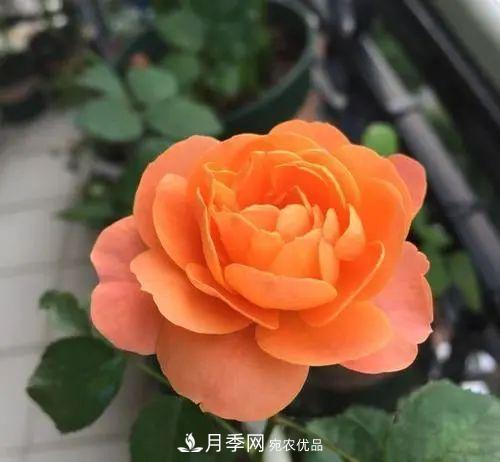 5种适合种在阳台的月季，生病几率小，开花有特色(图2)