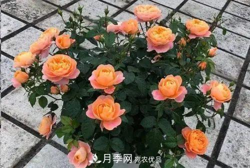 5种适合种在阳台的月季，生病几率小，开花有特色(图4)