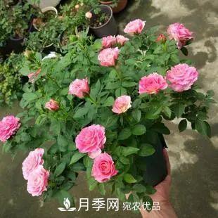 5种适合种在阳台的月季，生病几率小，开花有特色(图6)