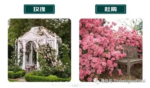 苗木必备基本常识手册(图6)