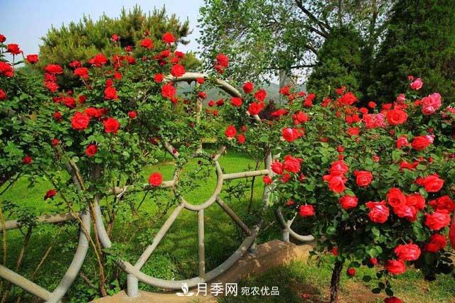 谈谈现代月季在园林景观中的应用(图1)