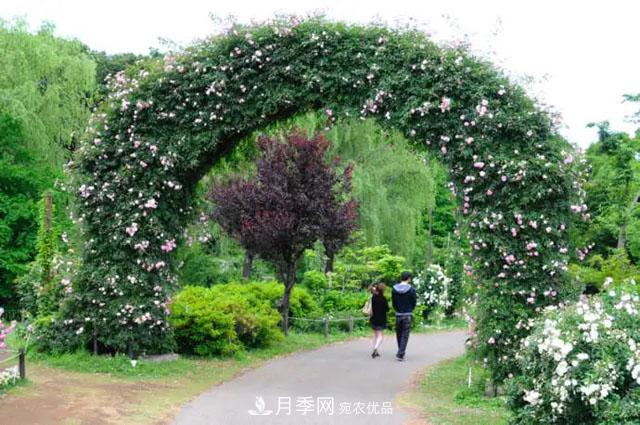 谈谈现代月季在园林景观中的应用(图3)